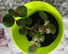 Donez plante decorative pentru apartament foto