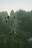 Tablou Canvas, "Mătasea dimineții &icirc;n rouă rece", P&acirc;nză, Rouă, Dimineață, Natură, Ceață, Melancolie, Verdeață, Frumusețe, Răsărit, Sălbăticie, 26 x 39