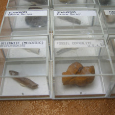 Colectie fosile autentice