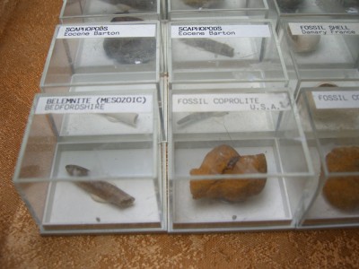 Colectie fosile autentice foto