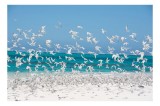 Tablou Canvas, "Dansul pescărușilor deasupra plajei &icirc;nsorite", Păsări, Cer, Plajă, Valuri, Nisip, Ocean, Zbor, Aripi, Libertate, Natură, 39 x 26 cm, C