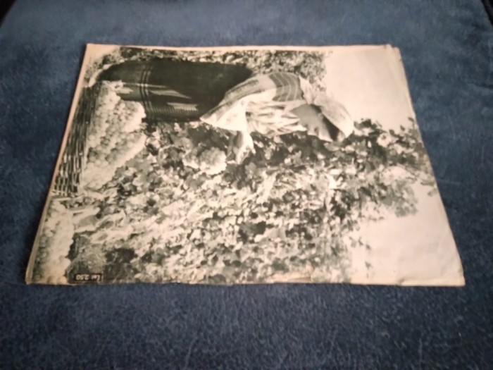 REVISTA FEMEIA NR 10 1959