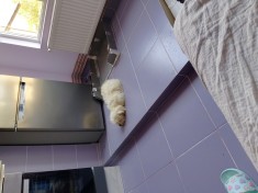 Vand bichon foto