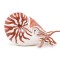 Papo figurina nautilus