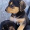 Pui Rotweiler