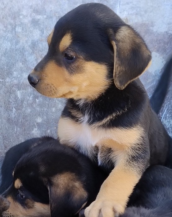 Pui Rotweiler