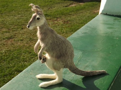 Taxidermie.Pui de cangur pitic impaiat. foto