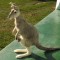 Taxidermie.Pui de cangur pitic impaiat.