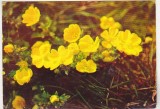 Bnk cp Felicitare - Flori - Sclipeti de munte - 64/67 - circulata - marca fixa