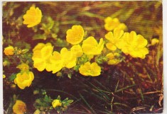 bnk cp Felicitare - Flori - Sclipeti de munte - 64/67 - circulata - marca fixa