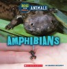 Big and Small: Amphibians (Wild World)