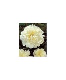Bujor Rizom 2/3 muguri Paeonia Miss Kelly, alb, flori duble, 80cm, 5-6, Oem