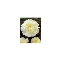 Bujor Rizom 2/3 muguri Paeonia Miss Kelly, alb, flori duble, 80cm, 5-6