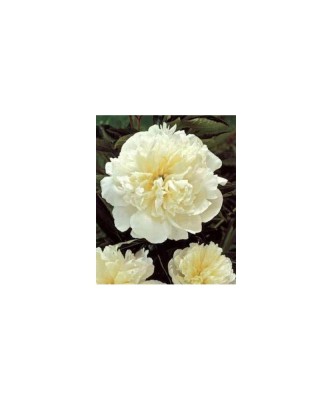 Bujor Rizom 2/3 muguri Paeonia Miss Kelly, alb, flori duble, 80cm, 5-6 foto