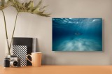 Tablou Canvas Rechin Albastru &ndash; Artă Marină Contemporană, 39 x 26 cm, CMCLASS