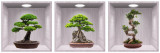 Sticker Bonsai 3D - Nise Lemn