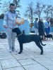 Cane Corso, Pedigree