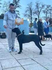 Cane Corso tip MOLOS, talie foarre mare!
