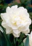 Bulbi Narcise - Pachete mix, Plant