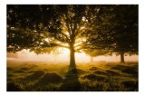 Tablou Canvas, Răsărit printre Arbori Solitari, , Multicolor, 39 x 26 cm, CMCLASS