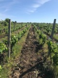 Struguri Merlot Buzau 2.5 RON