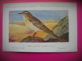 HOPCT 6291 ANTHUS CAMPESTRIS CAMPESTRIS -PASARI DE APA -FAUNA EUROPA-CP CHROMO LITHO -MUZEUL REGAL STIINTE NATURALE BELGIA-NECIRCULATA, Printata