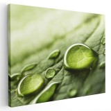 Tablou picaturi de roua pe frunza, detaliu, verde 1596 Tablou canvas pe panza CU RAMA 20x30 cm