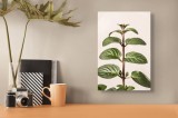 Tablou Canvas, "Mentă proaspătă &icirc;n lumină naturală", Frunze, Verde, Tulpină, Natură, Simetrie, Textură, Proaspăt, Simplu, Organic, Puritate, 26 x 39 c