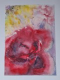 Pictura in acuarela neinramata - floare de trandafir, semnata, 2007 17x24 cm, Flori, Realism