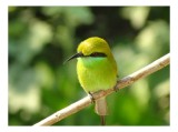 Tablou Canvas, "Splendoarea verde a naturii păsărilor", Nuanțe, Verde, Strălucire, Delicatețe, Prăjină, Natură, Eleganță, Privire, Viu, Bl&acirc;ndețe, 39 x