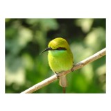 Tablou Canvas, "Splendoarea verde a naturii păsărilor", Nuanțe, Verde, Strălucire, Delicatețe, Prăjină, Natură, Eleganță, Privire, Viu, Bl&acirc;ndețe, 39 x