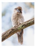 Tablou Canvas, "Kookaburra pe o creangă de copac", Pasăre, Crenguță, Pene, Ochi, Pădure, Natură, Observare, Uimire, Zbor, Curiozitate, 26 x 39 cm, CMC