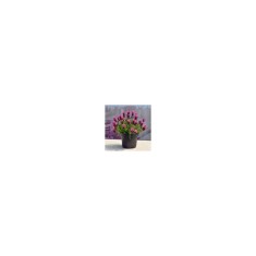 Planta Lavandă stoechas dark pink, planta lavandula da talea stoechas dark pink gp, ghiveci de 10 cm