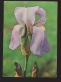 CPIB 21878 - CARTE POSTALA - STANJENEL, IRIS GERMANICA