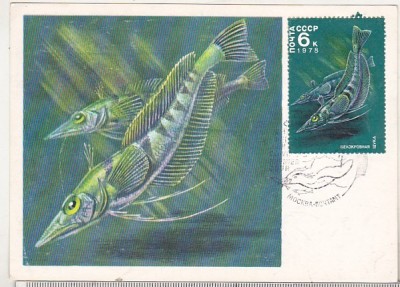 bnk cp URSS - Fauna - maxima necirculata 1978 foto