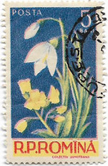 Flori, 1956 - 5 b, obliterata foto