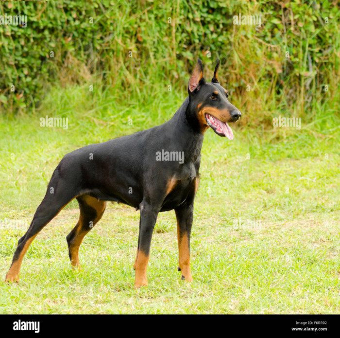 VAND DOBERMANI