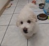 V&acirc;nd cățeluș Bichon Maltez, Top Dog