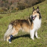 Balto - Atelă pentru jaret cu ramă de sprijin pentru c&acirc;ini M