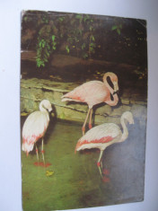 Carte postala - Bucuresti, Gradina Zoologica, Flamingo foto