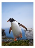 Tablou Canvas, "Pinguin &icirc;n căutarea aventurii polare", Pinguin, Drum, Iarbă, Cer, St&acirc;ncă, Aripi, Ușor, Echilibru, Frig, Antarctic., 26 x 39 cm, CMCLAS