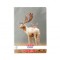 Caiet A5 48 File Velin Motiv Animals