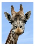 Tablou Canvas, "G&acirc;t lung sub cer senin", Giraffe, Sky, Ears, Spots, Eyes, Face, Long-Neck, 26 x 39 cm, CMCLASS