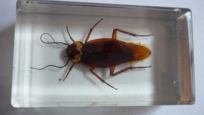 INSECTE REALE IN RASINA (N13) DIAGOSTINI foto