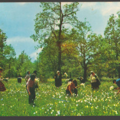 CPIB 19243 CARTE POSTALA - FAGARAS VAD. POIANA NARCISELOR