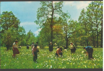 CPIB 19243 CARTE POSTALA - FAGARAS VAD. POIANA NARCISELOR foto