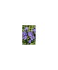 Vinca minor Dart&#039;s Blue - Ghiveci 15cm, Oem