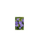 Vinca minor Dart&#039;s Blue - Ghiveci 15cm