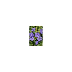 Vinca minor Dart&#039;s Blue - Ghiveci 15cm