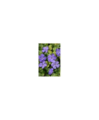 Vinca minor Dart&amp;#039;s Blue - Ghiveci 15cm foto